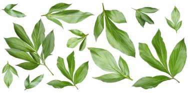 Yeşil şakayık yaprakları beyaz üzerine izole, set