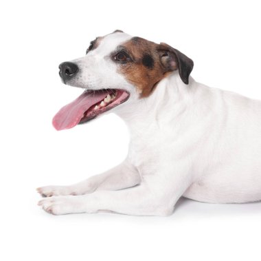 Beyaz arka planda sevimli Jack Russell Terrier köpeği