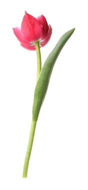 beyaz izole bir güzel Pembe Lale