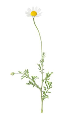 Beyaz arka planda güzel bir papatya çiçeği