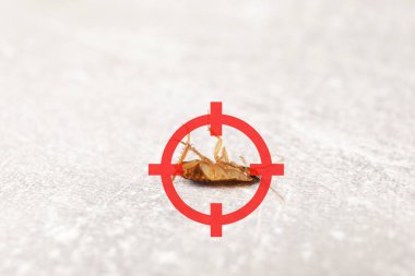 Açık gri yüzeyinde kırmızı hedef sembolü olan ölü hamamböceği, yakın plan. Haşere kontrolü