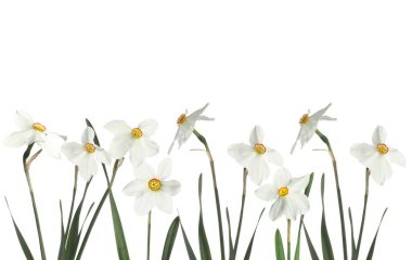 Beyaz arka planda güzel taze nergis çiçekleri