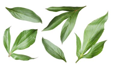 Yeşil şakayık yaprakları beyaz üzerine izole, set