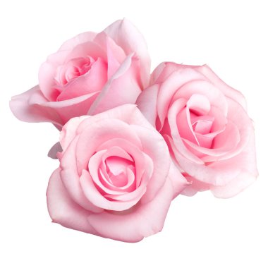 Güzel pembe gül çiçekleri beyaz üzerine izole edilmiş.