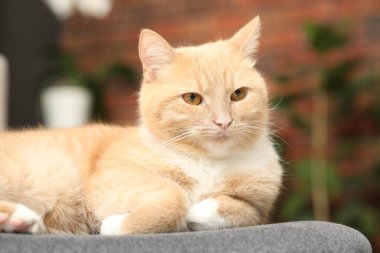 Evdeki sandalyeye uzanmış sevimli kızıl kedi, yakın plan.