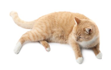 Beyaz arka planda sevimli kızıl kedi. Sevimli hayvan.