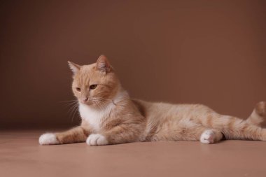 Bej arka planda sevimli bir kızıl kedi. Sevimli hayvan.