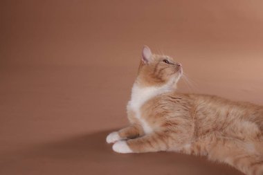 Bej arka planda sevimli bir kedi. Metin için boşluk