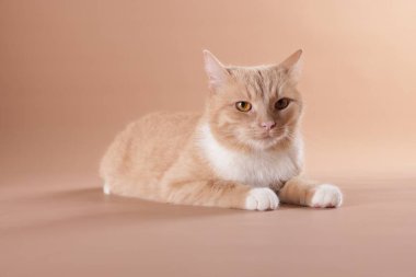 Bej arka planda sevimli bir kızıl kedi. Sevimli hayvan.