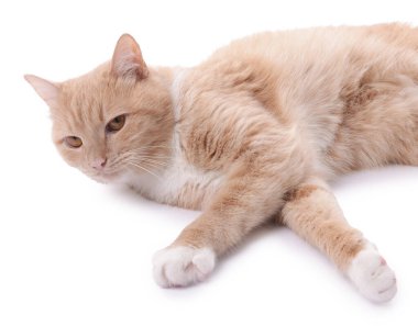 Beyaz arka planda dinlenen sevimli kızıl kedi.