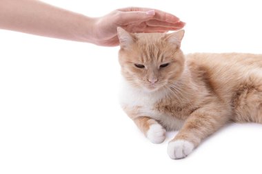 Sahibi beyaz arka planda sevimli kızıl kediyi okşuyor.