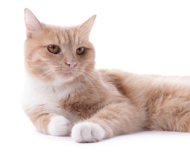 Beyaz arka planda sevimli kızıl kedi. Sevimli hayvan.