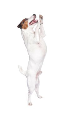 Beyaz arka planda sevimli Jack Russell Terrier köpeği