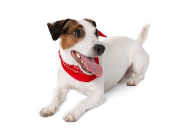 Beyaz arka planda kırmızı bandanalı şirin Jack Russell Terrier köpeği.