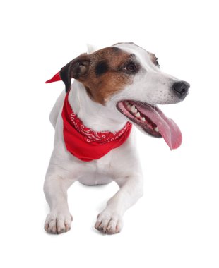 Beyaz arka planda kırmızı bandanalı şirin Jack Russell Terrier köpeği.