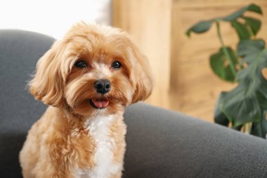 Şirin Maltipoo köpeği evde, mesaj için yer var.