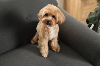 Evdeki kanepede oturan sevimli Maltipoo köpeği.
