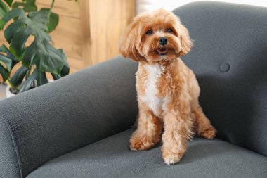 Evdeki kanepede oturan sevimli Maltipoo köpeği.