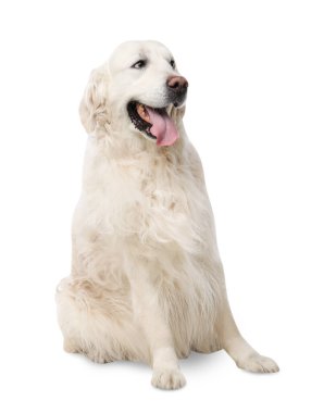 Beyaz arka planda sevimli Golden Retriever köpeği