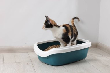 İçerideki çöp tepsisinde şirin bir kedi.