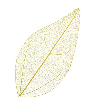 Güzel iskeletleşmiş yaprak beyaza izole edilmiş, üst manzara