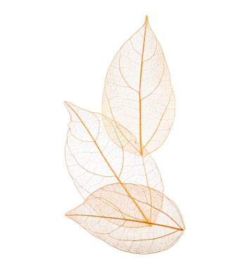 Güzel iskeletleşmiş yapraklar beyaz, üst manzara