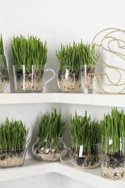 Şeffaf çömleklerdeki buğday çimeni ve ışık duvarının yanındaki raflarda dekor.