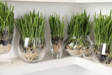 Buğday otları şeffaf kaplarda, aydınlık duvarın yanındaki raflarda, yakın plan