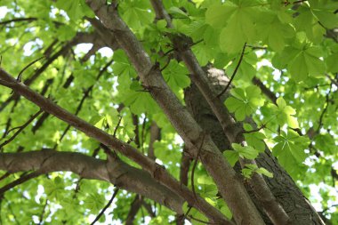 Arka planda yeşil yapraklı güzel ağaç taç, alçak açı manzaralı.