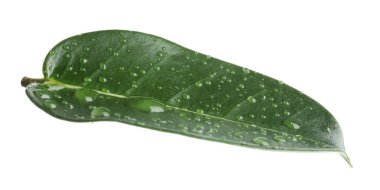 Yeşil yasemin yaprağı ve beyaz üzerine su damlaları.