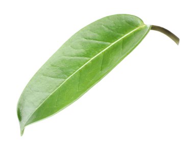 Bir yeşil yasemin yaprağı beyaza izole edilmiş.