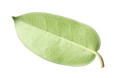 Bir yeşil yasemin yaprağı beyaza izole edilmiş.