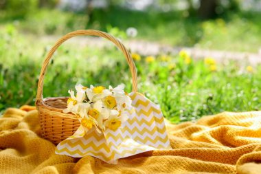 Nergis çiçekli hasır sepet ve yeşil çimlerin üzerinde battaniye. Metin için boşluk