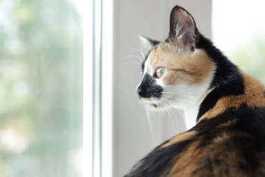 Evdeki pencere pervazında şirin bir yavru kedi, yakın plan. Metin için boşluk