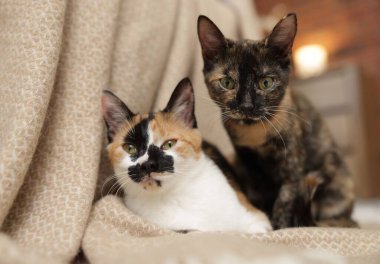 Evde şirin bir kedi yavrusu ve battaniye var.