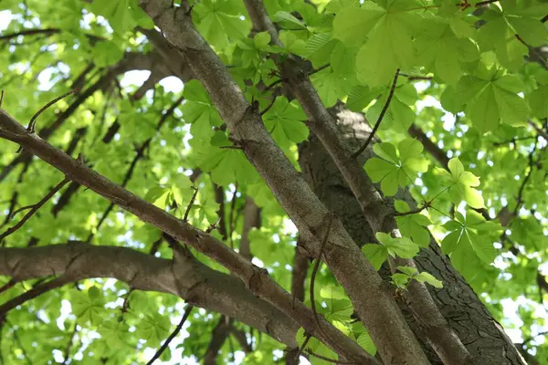 Arka planda yeşil yapraklı güzel ağaç taç, alçak açı manzaralı.