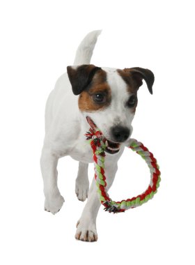 Beyaz arka planda oyuncakla oynayan sevimli bir köpek. Sevimli hayvan