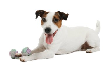 Beyaz arka planda oyuncakla oynayan sevimli bir köpek. Sevimli hayvan