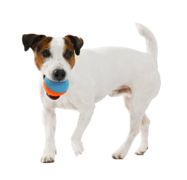 Beyaz arka planda oyuncakla oynayan sevimli bir köpek. Sevimli hayvan