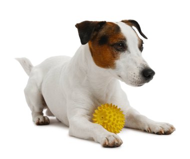 Beyaz arka planda oyuncakla oynayan sevimli bir köpek. Sevimli hayvan