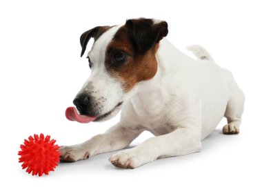 Beyaz arka planda oyuncakla oynayan sevimli bir köpek. Sevimli hayvan