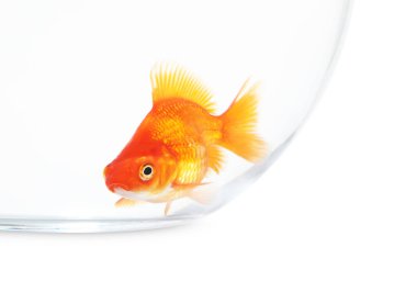 Akvaryumda yüzen altın balıklar. Temiz su beyazı izole edilmiş.