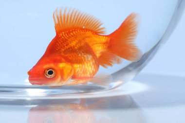 Akvaryumda yüzen altın balıklar açık gri arka planda temiz suyla yakın plan