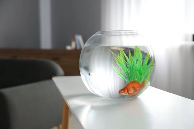 Yuvarlak akvaryumda beyaz masada güzel bir akvaryum balığı. Metin için boşluk