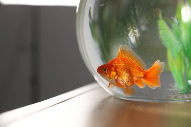 Yuvarlak akvaryumdaki güzel balıklar ahşap masada, yakın plan. Metin için boşluk