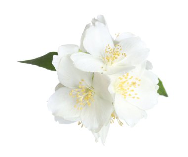 Beyaz yapraklı güzel yasemin çiçekleri