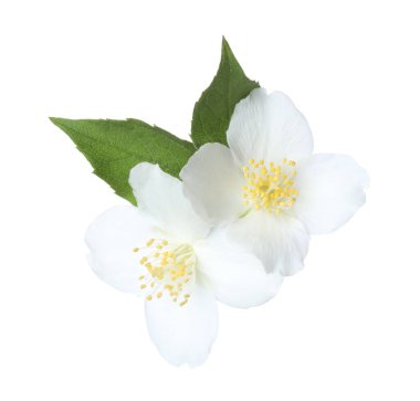 Beyaz yapraklı güzel yasemin çiçekleri