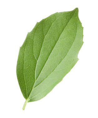 Bir yeşil yasemin yaprağı beyaza izole edilmiş.