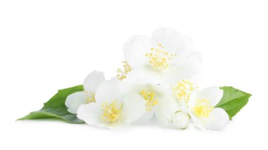 Beyaz yapraklı güzel yasemin tomurcukları