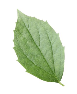 Bir yeşil yasemin yaprağı beyaza izole edilmiş.